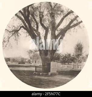 Die Washington Elm. William J. Stillman (amerikanisch, 1828 - 1901) Stockfoto