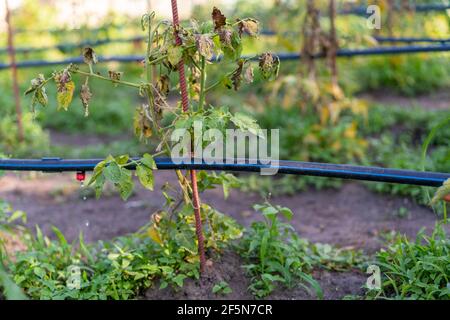 Ausgetrocknete Tomaten, schlechte Tomaten. Im Gewächshaus angebaute Tomaten werden wegen Krankheit oder Störung getrocknet. Agrarkonzept. Getönte Stockfoto