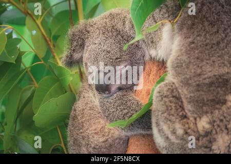 Nahaufnahme, zartes Porträt eines kuscheligen, jungen Koala-Bären (Phascolarctos cinereus) in einem Baum in Queensland, Australien. Stockfoto