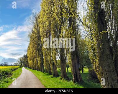 Pappelbäume neben einer Landstraße in North Yorkshire, England Stockfoto