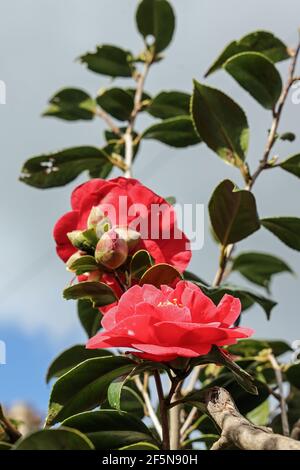 Das warme Rot einer Kamelienblume verleiht der Blume Wärme Ein Tag Ende März Stockfoto