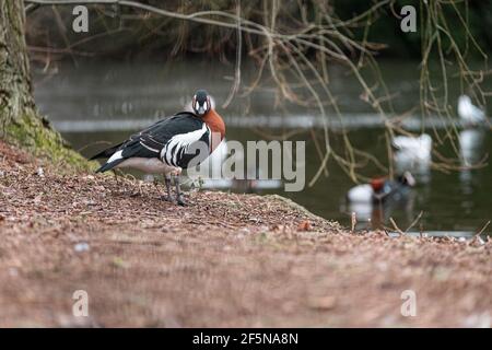 Schöner kleiner blauer und oranger Vogel in einem Park im Zentrum von London City, der an einem kalten Wintertag in der Nähe eines Sees steht und sich selbst reinigt Stockfoto