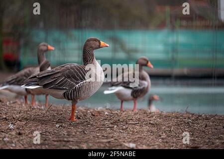 Seitenansicht mehrerer brauner und orangefarbener Gänse, die zusammen in der Ferne in einem Park im Zentrum von London stehen. Kalter Wintertag in Großbritannien Stockfoto