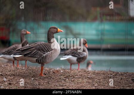 Seitenansicht mehrerer brauner und orangefarbener Gänse, die zusammen in der Ferne in einem Park im Zentrum von London stehen. Kalter Wintertag in Großbritannien Stockfoto