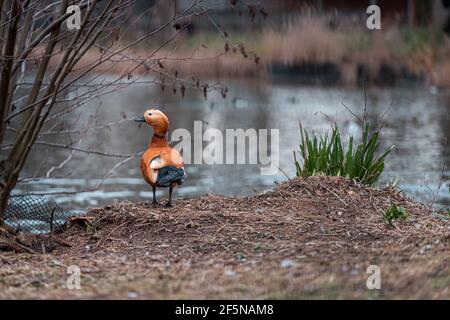 Eine einzelne kleine orangefarbene Ente, die an einem kalten Wintertag in der Nähe eines Sees steht, ein Park voller Vögel und Enten im Zentrum von London City Stockfoto