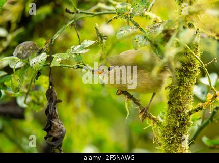 Grüner Warbler-Finch (Certhidea olivacea) Stockfoto