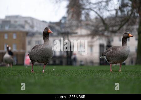 Blick auf mehrere graue Gans, die an einem kalten Wintertag durch ein grünes Grasfeld im Zentrum von London City wandern. Umrisse der alten Gebäude verschwommen i Stockfoto