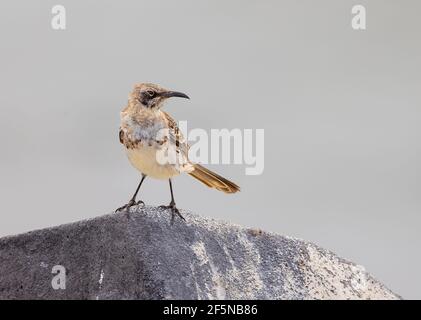 Espanola (Haube) Mockingbird (Nesomimus macdonaldi) auf dem Felsen stehend Stockfoto