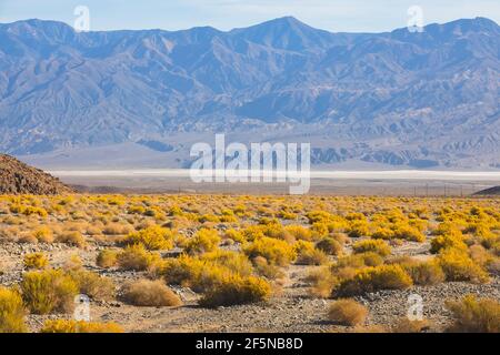 Wüstenstrauch creosote Büsche (Larrea tridentata) über das zerklüftete, landschaftliche Gelände der Badlands im Death Valley National Park, USA. Stockfoto