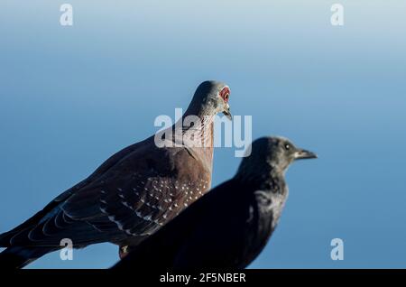 Eine afrikanische Felstaube / gesprenkelte Taube (Columba guinea) und ein Rotgeflügelter Starling (Onychognathus morio) auf dem Tafelberg, Kapstadt, Südafrika. Stockfoto