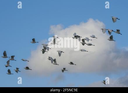 Eine Herde Kuhreiher (Bubulcus ibis) im Flug in Devondale, Stellenbosch, Westkap, Südafrika im August (Winter). Stockfoto