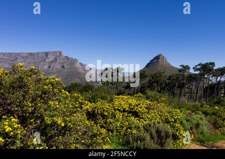 Tafelberg und Löwenkopf, Kapstadt, Südafrika, an einem hellen Augusttag mit blühenden Tripteris oppositifolia Sträuchern im Vordergrund Stockfoto