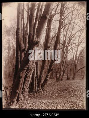 Der Park in Saint-Cloud. Eugène Atget (Französisch, 1857 - 1927) Stockfoto