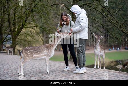 Rosengarten, Deutschland. März 2021, 27th. Zwei junge Besucher füttern Damwild im Wildpark Schwarze Berge. (To dpa 'Urlaub vor der Haustür: Was ist in Niedersachsen in Sachen Freizeit?') Quelle: Daniel Reinhardt/dpa/Alamy Live News Stockfoto