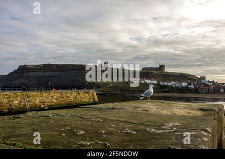 Hering Gull (Larus argentatus) auf dem Pier in Whitby Harbour, North Yorkshire, Großbritannien, mit der Abtei im Hintergrund. Winter. Stockfoto