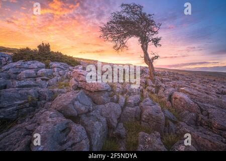 Lebhafter farbenprächtiger Sonnenuntergang oder Sonnenaufgangshimmel über Kalksteinpflasterlandschaft und ein einfarbiger englischer Weißdornbaum bei Twisleton Scar in den Yorkshire Dales N Stockfoto