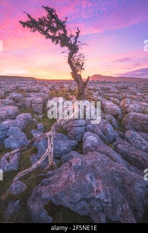 Lebhafter farbenprächtiger Sonnenuntergang oder Sonnenaufgangshimmel über Kalksteinpflasterlandschaft und ein einfarbiger englischer Weißdornbaum bei Twisleton Scar in den Yorkshire Dales N Stockfoto