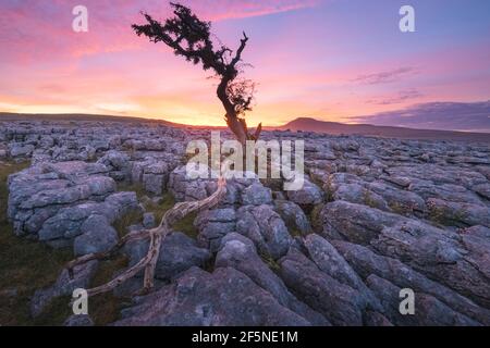 Lebhafter farbenprächtiger Sonnenuntergang oder Sonnenaufgangshimmel über Kalksteinpflasterlandschaft und ein einfarbiger englischer Weißdornbaum bei Twisleton Scar in den Yorkshire Dales N Stockfoto