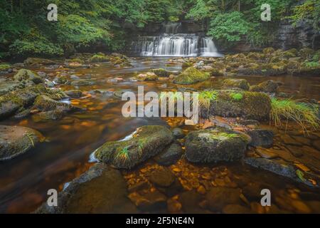 Wunderschöne Natur-Wasserfall-Landschaft in einem Waldwald bei Cotter Force Falls in Wensleydale des Yorkshire Dales National Park, England, Großbritannien. Stockfoto