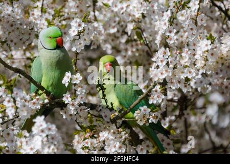 Barn Hill, Wembley Park, Großbritannien. 27th. März 2021.EIN Paar ringhalsige Sittiche (Psittacula krameri) zwischen der Kirschblüte an einem hellen sonnigen Frühlingsmorgen. Amanda Rose/Alamy Live News Stockfoto