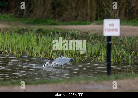 Barn Hill, Wembley Park, Großbritannien. 26.. März 2021.Graureiher (Ardea cinerea) ignoriert KEIN FISCHSCHILD, da er in Barn Hill Pond nach Fischen taucht. Stockfoto