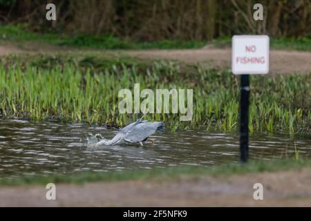 Barn Hill, Wembley Park, Großbritannien. 26.. März 2021.Graureiher (Ardea cinerea) ignoriert KEIN FISCHSCHILD, da er in Barn Hill Pond nach Fischen taucht. Stockfoto