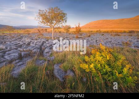 Sonnenaufgang oder Sonnenuntergang goldenes Licht über einer dramatischen Landschaft aus Kalksteinpflaster, windgepeitschten Farnen und Bäumen bei Southerscales, in der Yorkshire Dales Nat Stockfoto