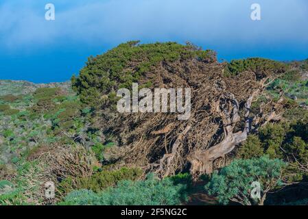 Wind gebogenen Wacholderbäumen bei El Sabinar auf El Hierro Insel auf den Kanarischen Inseln, Spanien. Stockfoto