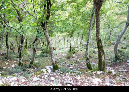 Wald in den Bergen Stockfoto