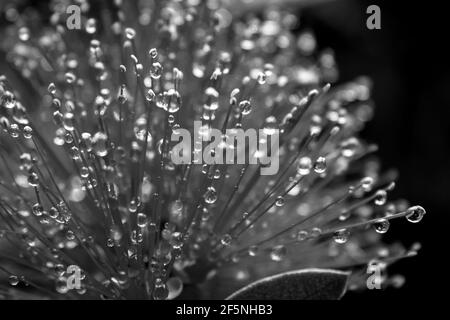 Nahaufnahme von kleinen Wassertröpfchen, die in den feinen Füllungen der Stachelblume einer Flaschenbürste in Schwarz und Weiß gefangen sind Stockfoto