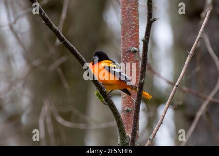 Erwachsener Rüde Baltimore Oriole auf einem Baumzweig im Frühjahr Stockfoto