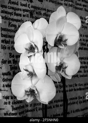 Ein Blütenspike der großen weißen Mottenorchidee, Phalaenopsis amabilis, gegen eine alte Wand, die von Prosa hängt, in Schwarz und Weiß Stockfoto