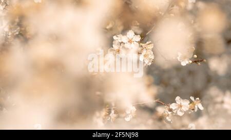 Schöne Baumblüte Detail mit weißen Blumen im britischen Garten, Frühling Stockfoto