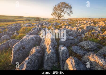 Goldenes Licht bei Sonnenuntergang oder Sonnenaufgang auf einer eineinigen Esche (Fraxinus excelsior) und Kalksteinpflaster in der Landschaft von Malham, Yorkshire Dales Stockfoto