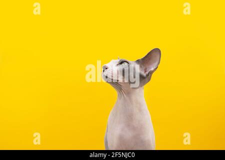 Profil aufmerksame sphynx Katze aufschauen. Isoliert auf gelbem Hintergrund. Stockfoto