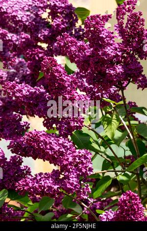 Ein Fliederbusch mit vielen dunkelvioletten Blüten Stockfoto
