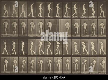 Tierlokomotion. Eadweard J. Muybridge (Amerikaner, geb. England, 1830 - 1904) Stockfoto