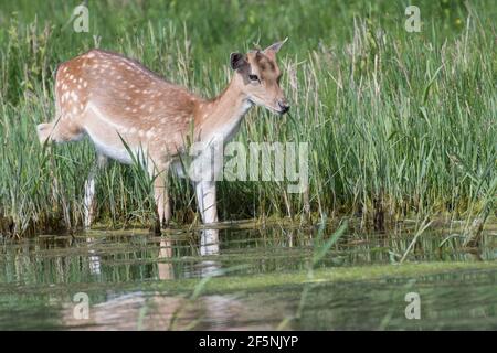 In den Dünen der Niederlande steht ein schöner Damwild im Wasser. Stockfoto