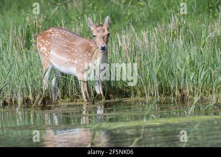 In den Dünen der Niederlande steht ein schöner Damwild im Wasser. Stockfoto