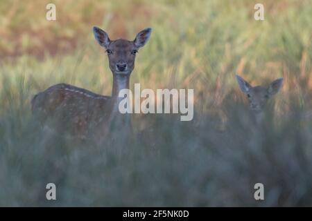 Wunderschöne Damwild-Weibchen mit ihrem Jungen, das sich im hohen Gras versteckt, fotografiert in den Dünen der Niederlande. Stockfoto