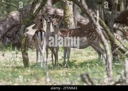 Drei wunderschöne Weibchen fabieren Hirsche in den Dünen der Niederlande. Stockfoto