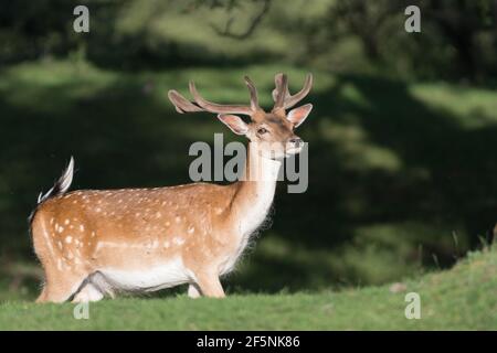 Schöne männliche Damhirsche in den Dünen der Niederlande. Stockfoto