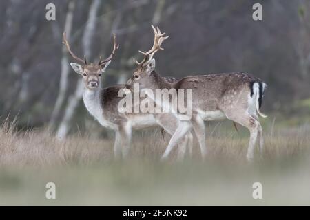 Zwei schöne männliche Damhirsche in den Dünen der Niederlande. Stockfoto