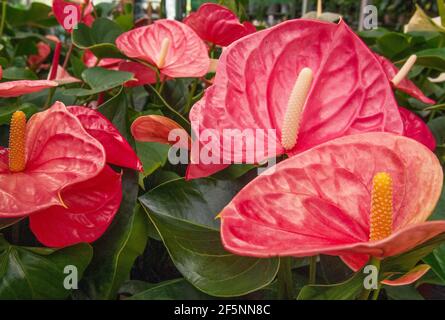 Blühende Anthurium Pflanzen zum Verkauf in einem Gewächshaus Stockfoto