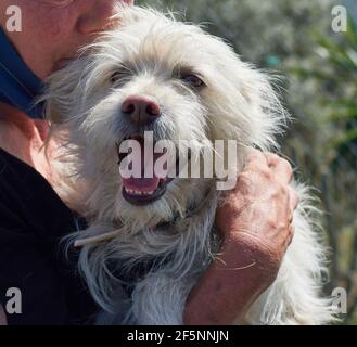 Selektiver Fokus eines Yorkshire Terrier Hundes gehalten von einem Ältere Frau Stockfoto