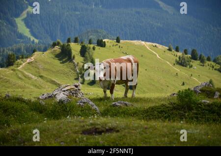 Kuh auf der Almwiese in den dolomiten. Landwirtschaft in den Bergen. Landschaft mit saftig grünen Wiesen, großen Wäldern