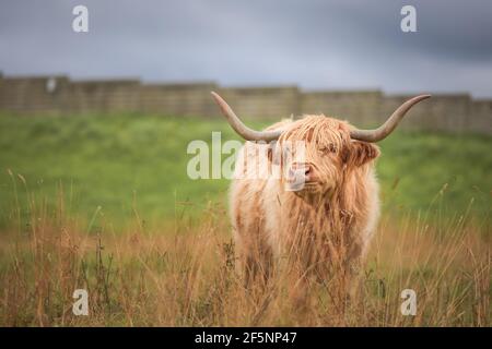Portrait eines weidenden gelben Highland Cow Bullen (bos taurus taurus) oder haarigen coo, der ein lustiges Gesicht in den schottischen Highlands, Schottland, macht. Stockfoto