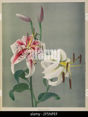 Lily. Kazumasa Ogawa (Japanisch, 1860 - 1929) Stockfoto