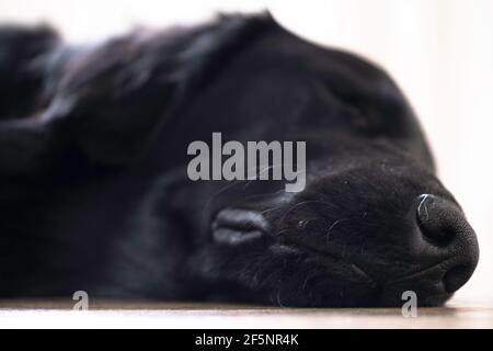 Flat-Coated Retriever schläft mit Kopf in einer seitlich liegenden Position auf einem harten Boden, Augen geschlossen. Niedriger Blickwinkel. Konzentrieren Sie sich auf die Nase Stockfoto