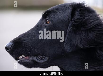 Seitenansicht des Kopfes eines schönen schwarzen Flatcoated Retriever mit braunen Augen, die Oberlippe leicht eingeklemmt. Konzentrieren Sie sich auf die Augenlider und Haare Stockfoto